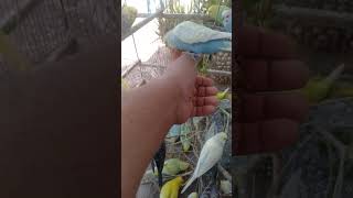 The Sweet Sounds and Stunning Colors That Bird Lovers in Philadelphia Can’t Get Enough Of 1