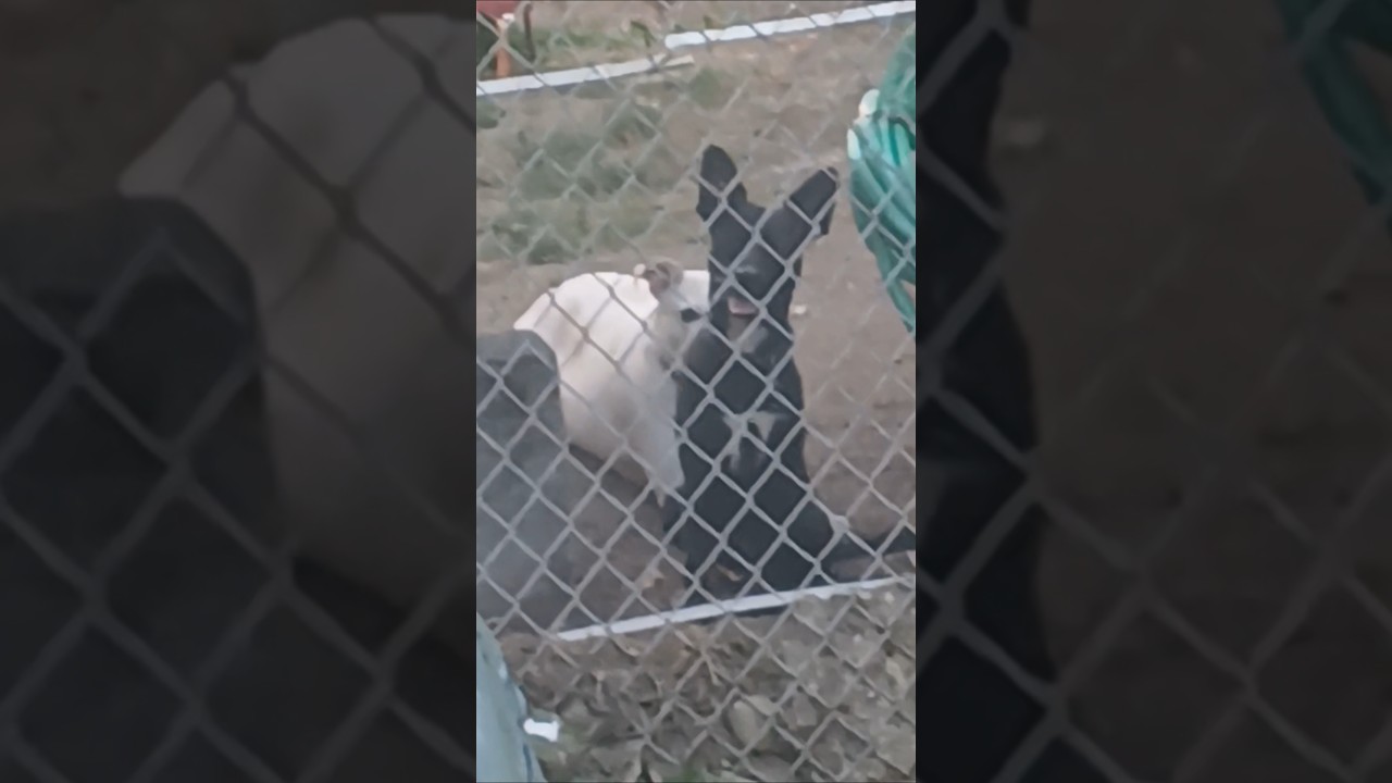 Premier of the FURRY AMIGOS!!