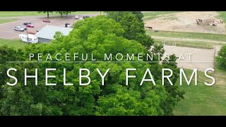 RELAXING MOMENTS | A few peaceful shots from our outing to Shelby Farms Park in Memphis, TN |