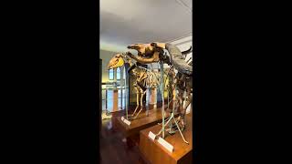 The Museum of Natural History #museum #freeentry #bangkok screenshot 2
