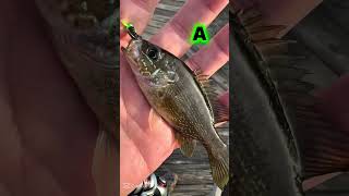 Do it #viral #fishing #subscribe #bassfishing #world