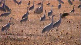 Sandhill Cranes - 30 Seconds of Video Clips screenshot 2