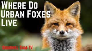 Where do Urban Foxes Live ❤ Fox Facts