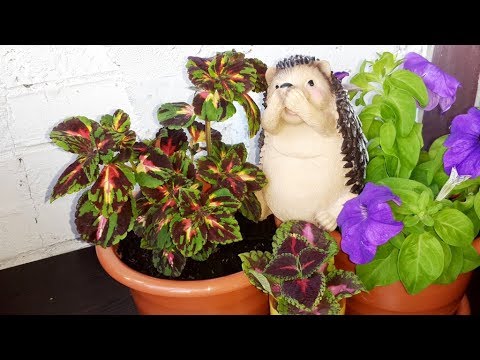 Видео: Coleus Blume (25 зураг): Coleus -ийн тайлбар 