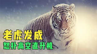 西伯利亞虎之風雲再起，百獸之王被盜獵70%險滅絕「Siberia Tiger King」