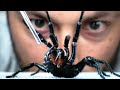 I vacuum venom from the worlds deadliest spider