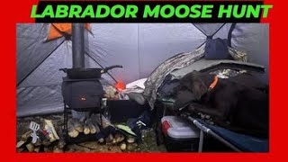 LABRADOR MOOSE HUNT /HOT TENTING #chocolatelabrador #livingmybestlife #hottent