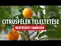 Mediterrán növények, citrusfélék teleltetése - kertészeti tanácsok