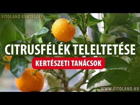 Videó: Növények áttelelése cserépben: tippek a növények életben tartásához télen keresztül