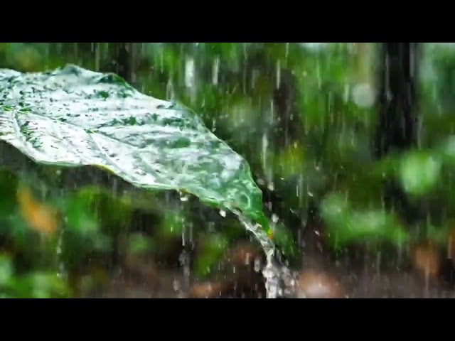 heavy rain ASMR