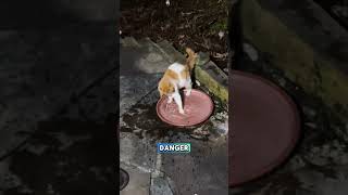 Почему кошки играют с мисками для воды 💧🐾