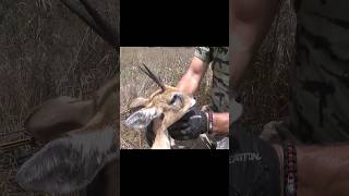 120 yards.  Bow shot no sights.  African orbi