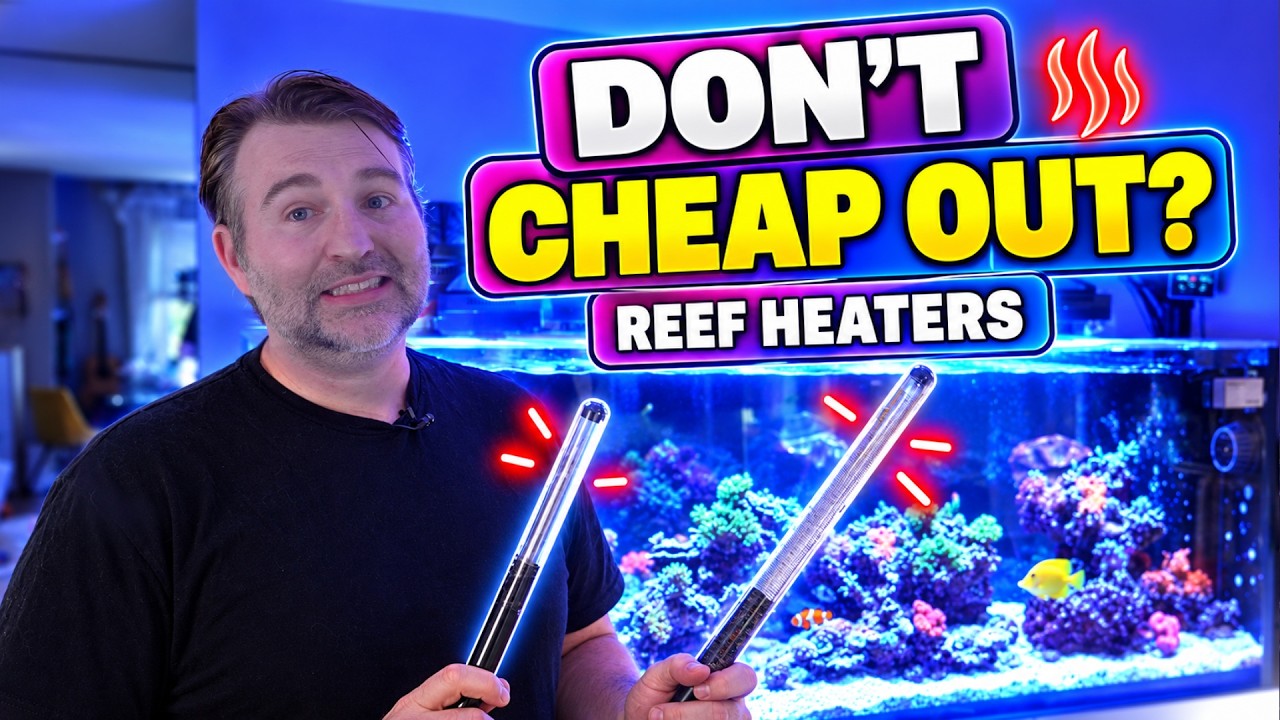 Cheap vs Expensive Reef Tank Heaters — Does Price Really Matter?