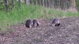 Wild Scottish Badgers: three cubs on their first trip out by themselves. by Chris Sydes 61 views 1 year ago 6 minutes, 30 seconds