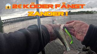 BILLIGER ALIEXPRESS KÖDER schlägt teure Marken? | Tsurinoya Zander Test an der Elbe 🎣