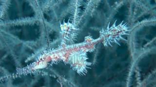 Scuba Diving in Anilao, Philippines 2011 - HD by eastanubis 6,574 views 13 years ago 4 minutes, 46 seconds