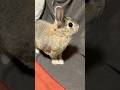 新たなホリホリ現場を物色中❣️🐰🪏⛏️👀🤔😆