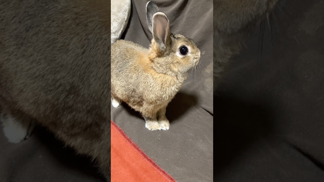 新たなホリホリ現場を物色中❣️🐰🪏⛏️👀🤔😆