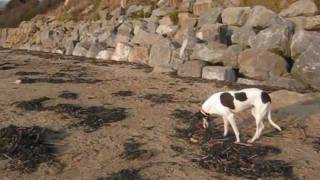 Cat Greyhound walks and runs off lead on the beach (thats a big deal for her!)