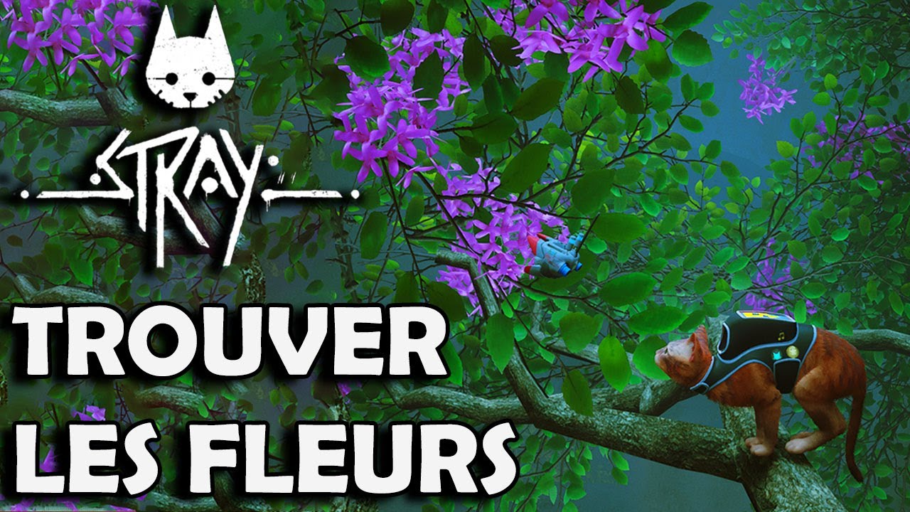 Trouver la FLEUR Jaune, Rouge et Violette 🌷 | STRAY 🐱 - thptnganamst.edu.vn