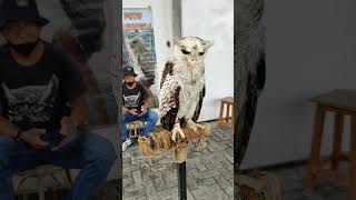 Owls Make Your Hair Stand On End shorts subscribe