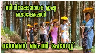 Vagamon Pine Forest | Pine Valley in Kerala | Idukki Tourism Attractions | Vagamon Tourist Places screenshot 5