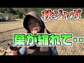 秋ジャガの葉が縮れて枯れそうです