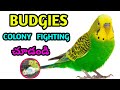 Budgies colony fighting చూడండి || lovebirds colony fighting చూడండి @Ganeshaquariumfishekakinada