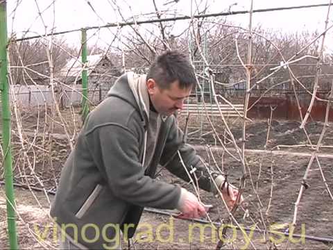 Обрезка виноградных кустов - полярность