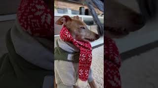 Tag your coldest friend  #shorts #italiangreyhound #dachshund #dog #dogs #funny