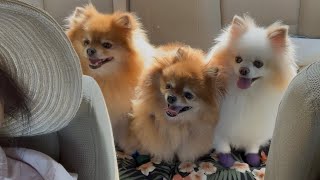 Adorable Pomeranians Take On Epic Vet Trips