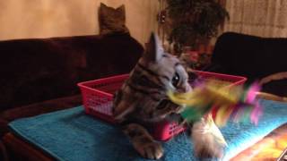Dreamy, my British Shorthair kitty and the feathers by Dreamy Cat 25 views 7 years ago 2 minutes, 5 seconds