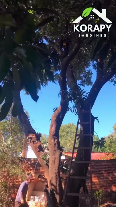 Poda de Mango 🥭 para que entre más luz en el jardín 🤩