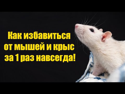 Как избавиться от Мышей и Крыс за 1 минуту навсегда! Рабочий способ!