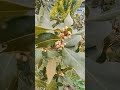 MÜSTAKİL KÖY EVİ BAHÇEMDE defne ağacım çiceklenmiş yemiş verecek #shorts #keşfet #global #köyhayatı