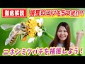 【徹底解説】ニホンミツバチ捕獲のコツを５つ紹介！