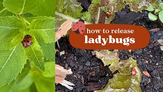 How to Release Ladybugs Outdoors | Using Ladybugs for Pest Control