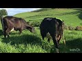 Milking dairy cows in New Zealand|| A day in my life as a dairy farmer||#nzfarming
