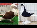 Top six fancy pigeon breeds with standard and information