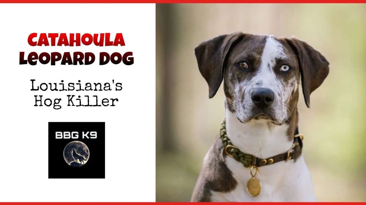 CATAHOULA LEOPARD DOG | Louisiana's Hog Hunter | Dog Breed [facts] | BBG K9