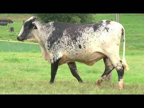 LOTE 120   21º LEILÃO SANTA LUZIA   LEITE COM RAÇA🥛🐄