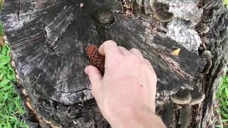 How To Eat A Pinecone