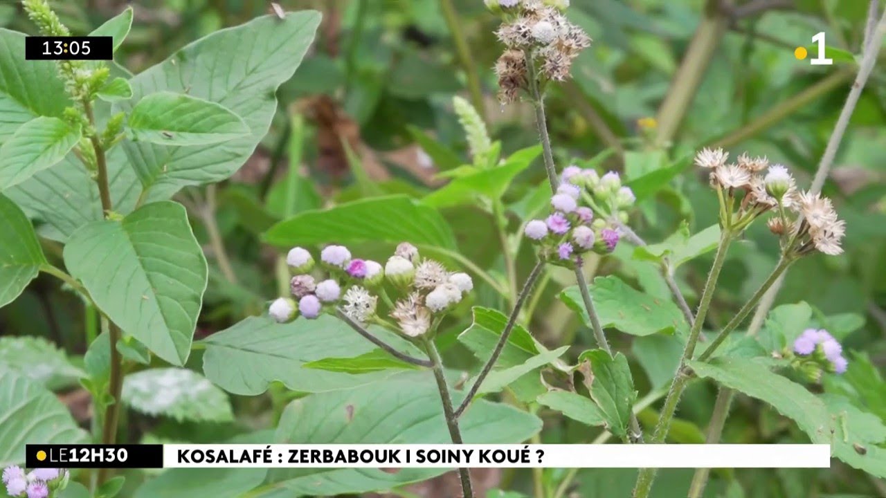 Kosalafé ! Kosa i soiny kwé ? Domann anou Hermina LASSON va domann Raymond Lucas !