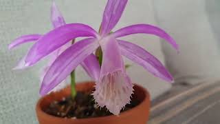 Необычные и обычные орхидеи