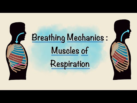 سانس کے عضلات | سانس لینے کی میکانکس | سانس کی فزیالوجی