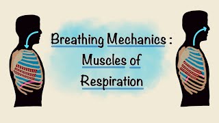 Muscles of Respiration | Breathing Mechanics | Respiratory Physiology