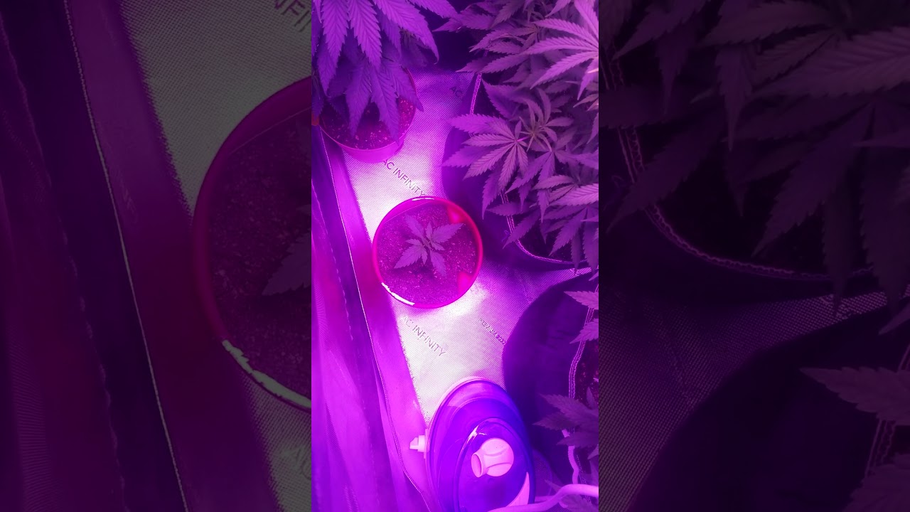 leaf septoria or calcium deficiency?