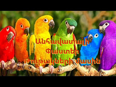 ԱՆՀԱՎԱՏԱԼԻ ՓԱՍՏԵՐ😱 ԹՈՒԹԱԿՆԵՐԻ ՄԱՍԻՆ 🦜