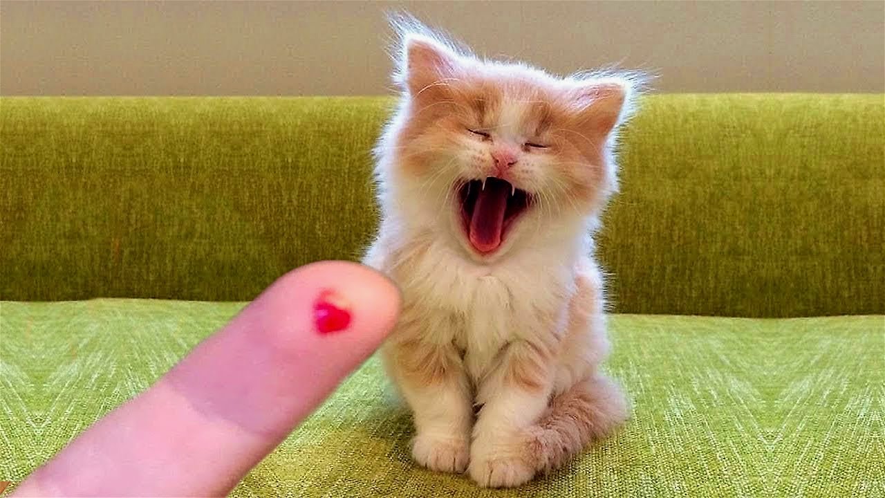 Funny Animal Videos 2022 😂 Funniest Cats And Dogs Video 😺😍 YouTube