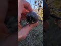 Mespilus germanica - ripen medlar fruits in winter taste like baked apple